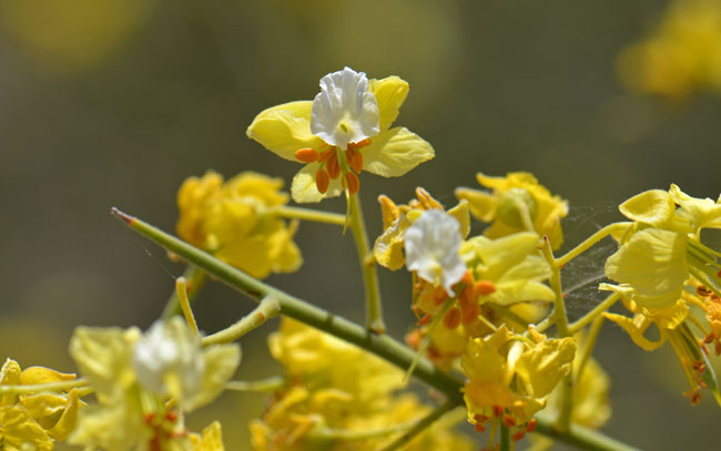 Yellow Paloverde flowers are distinguished from Blue Paloverde by have smaller flowers and a cream or white banner. Parkinsonia microphylla